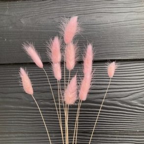 Lagurus t�rret lyser�d 10 stilke