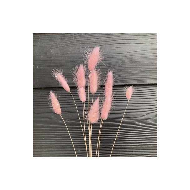 Lagurus t�rret lyser�d 10 stilke