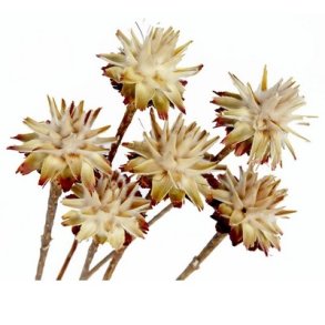 Leucospernum p� lang stilk 