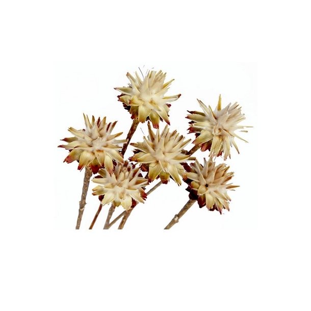 Leucospernum p� lang stilk 