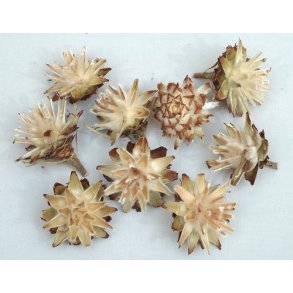 Leucospernum p� stilk 5 stk