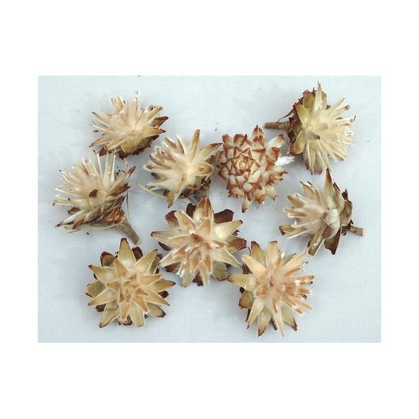 Leucospernum p� stilk 5 stk