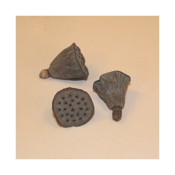 Lotus 4 cm natur 20 stk