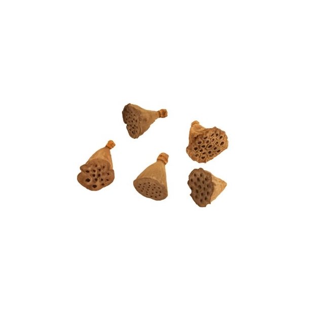 Lotus 4 cm natur 500 stk