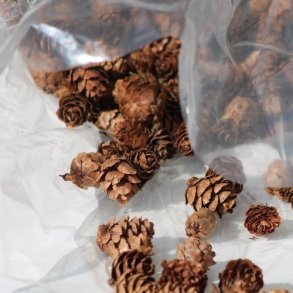 L�rke kogle 1-2 cm 100 gram