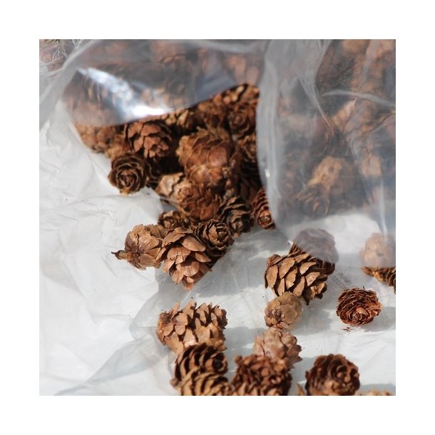 L�rke kogle 1-2 cm 100 gram