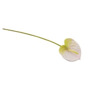 Anthurium hvid/gr�n 60 cm