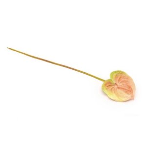 Anthurium creme/gr�n 60 cm