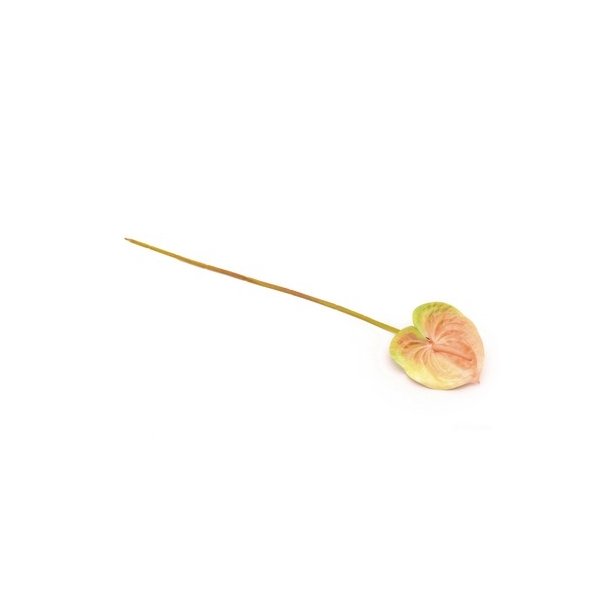 Anthurium creme/gr�n 60 cm