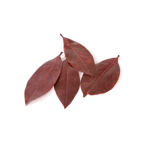 Magnolia blade R�dbrun 200 Gram.