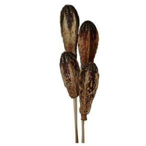 Mehogni p� tr�pind