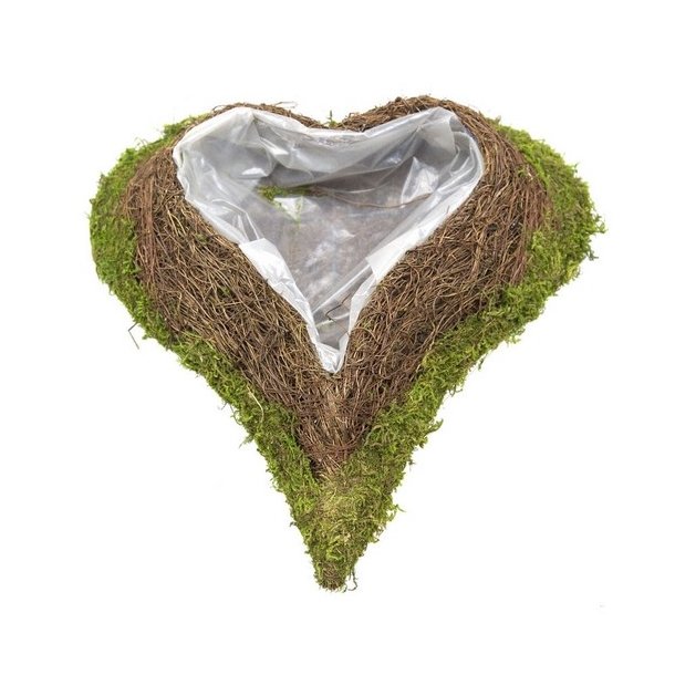 Klematis Moshjerte 26 cm