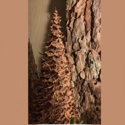 Mosy kegle 9x24 t�r