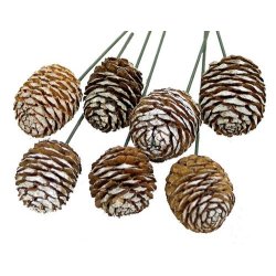 Murii Kogle p� tr�d 1 stk