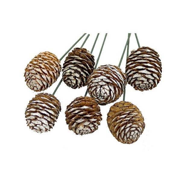 Murii Kogle p� tr�d 100 stk.