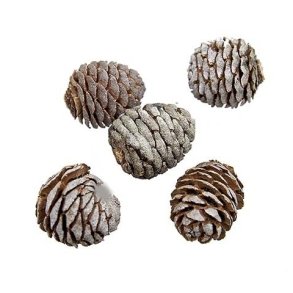 Murii Kogle l�s 1 kg.