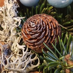 Murii Kogle p� tr�d 1 stk