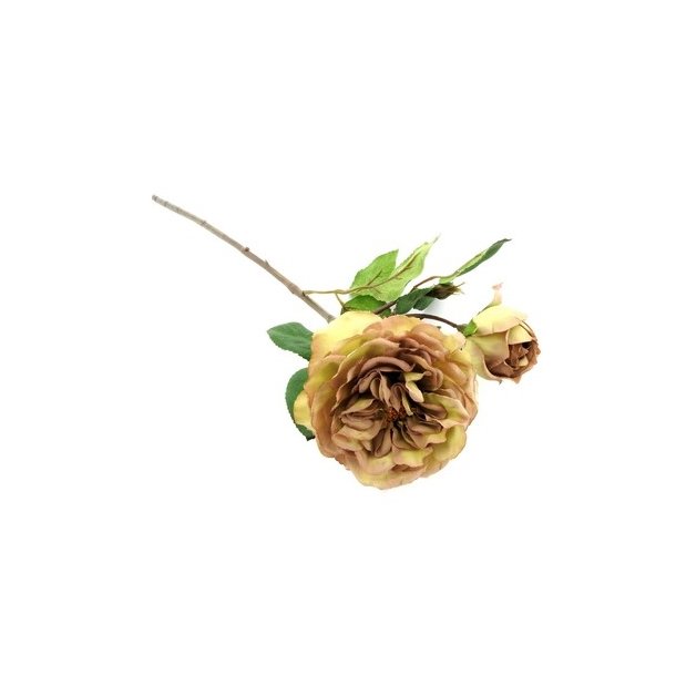 Rose med knop gr�n brun