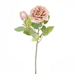 Rose med knop rosa