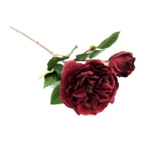 Rose med knop vinr�d