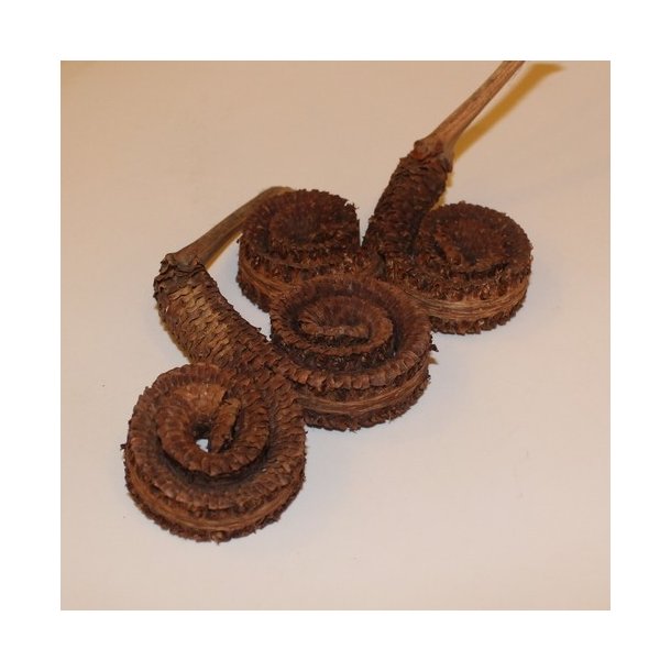 Palm Male Spezial natur