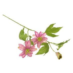 Passionsblomst lyser�d