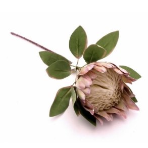 Protea gr�n