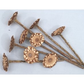 Protea Coronata Gross natur