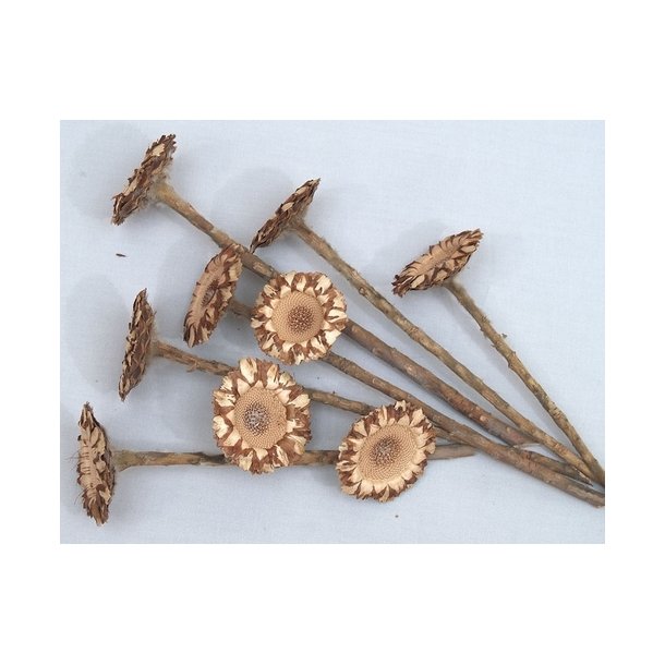 Protea Coronata Gross natur