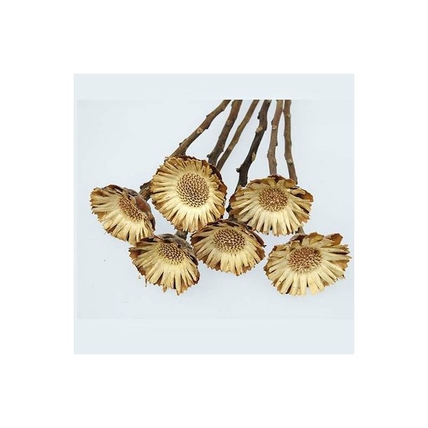 Protea Rosette Klein Hell Natur