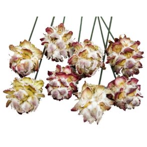 Pubescens p� tr�d