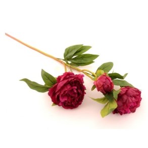 P�on bordeaux 2 hoveder og 1 knop