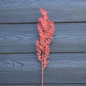 Ruscus laksefarvet t�rret pr stilk