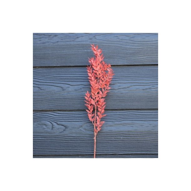 Ruscus laksefarvet t�rret pr stilk