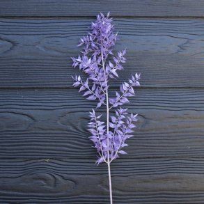 Ruscus lilla t�rret pr stilk