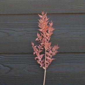 Ruscus lyser�d t�rret pr stilk