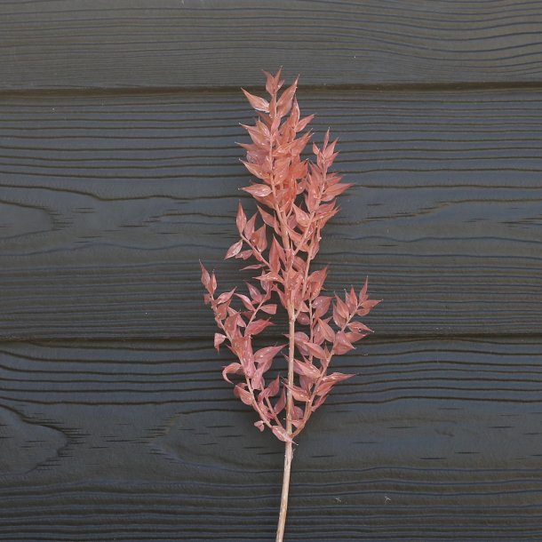 Ruscus lyser�d t�rret pr stilk