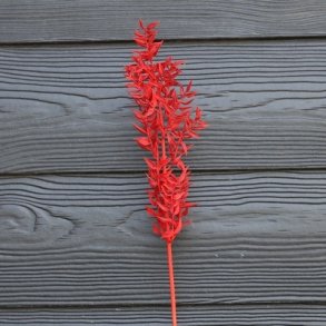 Ruscus r�d t�rret pr stilk