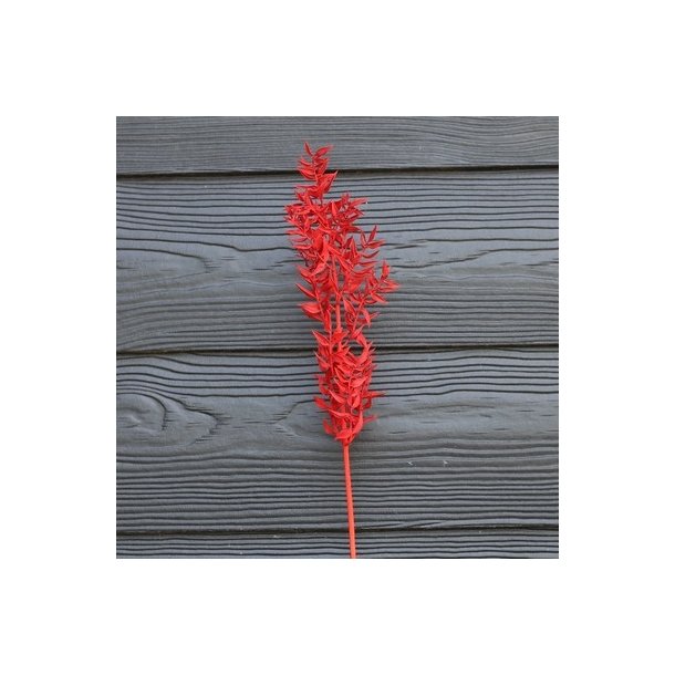 Ruscus r�d t�rret pr stilk