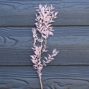 Ruscus sart rosa t�rret pr stilk