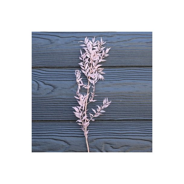 Ruscus sart rosa t�rret pr stilk