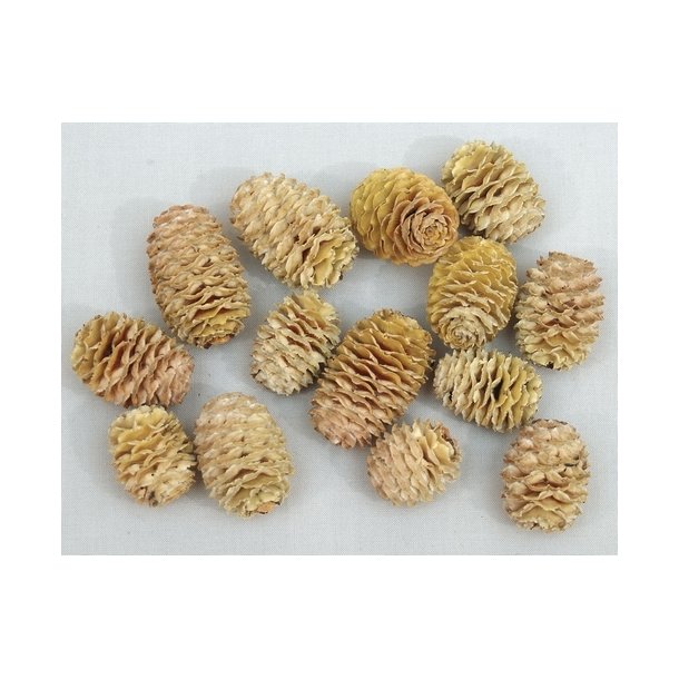 Sabulosum Kogle 15 stk