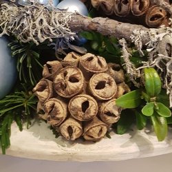 Spidergum p� tr�d natur pr stk.