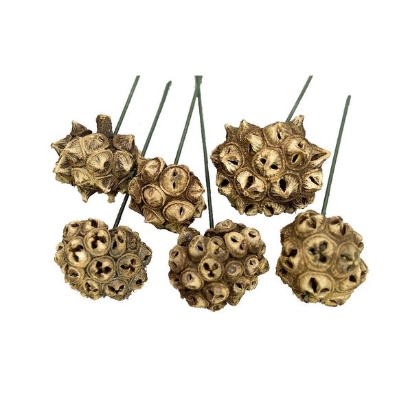 Spidergum p� tr�d natur pr stk.