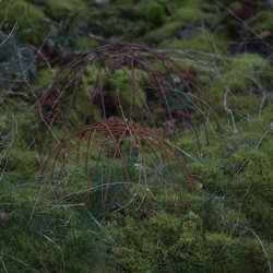 Staude halv kugle rust stor