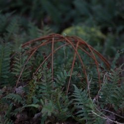 Staude halv kugle rust stor