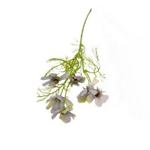 Stolte kavaler bl�