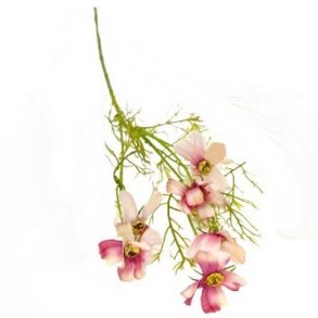 Stolte kavaler r�d