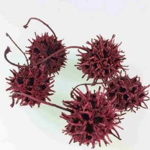 Sweetgum r�d pr stk