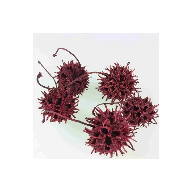 Sweetgum r�d pr stk
